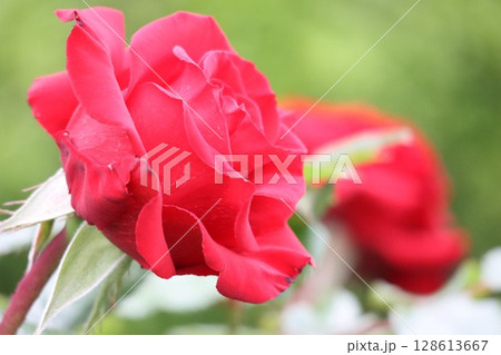 綺麗に咲いた赤いバラ 128613667