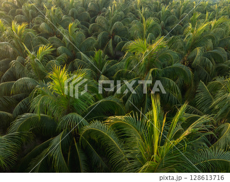 Aerial view of coconut trees with fruits in the sunrise 128613716