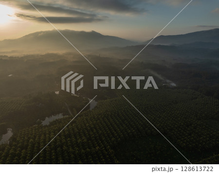 Aerial view of coconut trees field in the sunrise Aerial view of coconut trees field in the sunrise 128613722