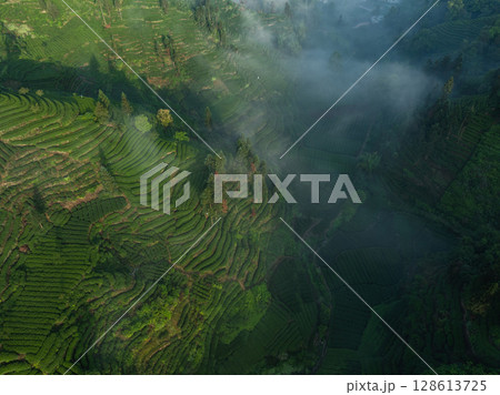Aerial view of beautiful tea terrace landscape in China Aerial view of beautiful tea terrace landscape in China 128613725