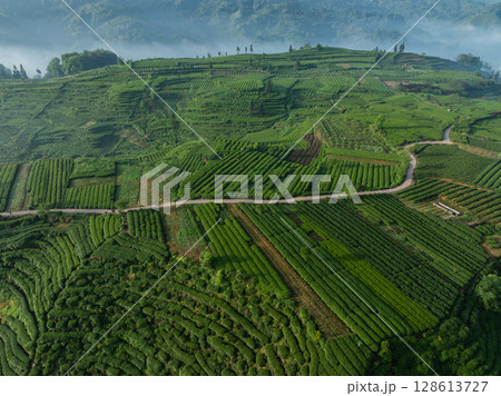 Aerial view of beautiful tea terrace landscape in China Aerial view of beautiful tea terrace landscape in China 128613727