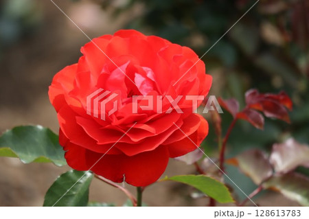 綺麗に咲いた赤いバラ 128613783