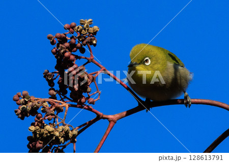 ウグイスと間違われる緑色の綺麗な体と白い眼鏡が特徴の鳥メジロ ウグイスと間違われる緑色の綺麗な体と白い眼鏡が特徴の鳥メジロ 128613791