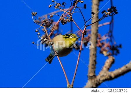 ウグイスと間違われる緑色の綺麗な体と白い眼鏡が特徴の鳥メジロ ウグイスと間違われる緑色の綺麗な体と白い眼鏡が特徴の鳥メジロ 128613792
