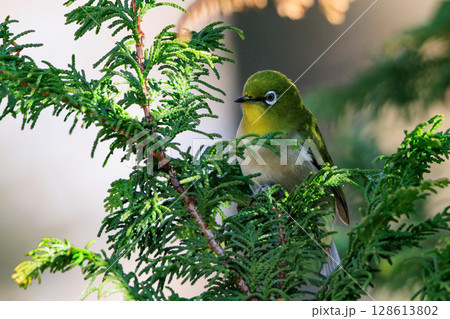 ウグイスと間違われる緑色の綺麗な体と白い眼鏡が特徴の鳥メジロ 128613802