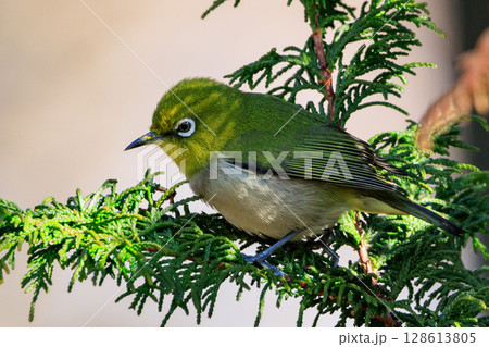 ウグイスと間違われる緑色の綺麗な体と白い眼鏡が特徴の鳥メジロ 128613805