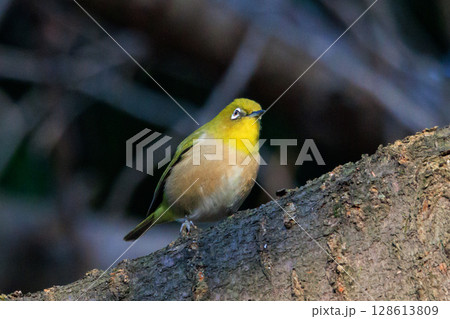 ウグイスと間違われる緑色の綺麗な体と白い眼鏡が特徴の鳥メジロ 128613809