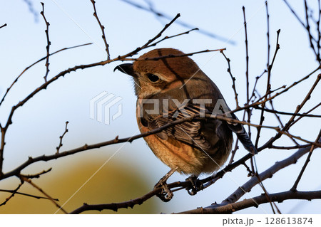 はやにえで有名なモズ 128613874