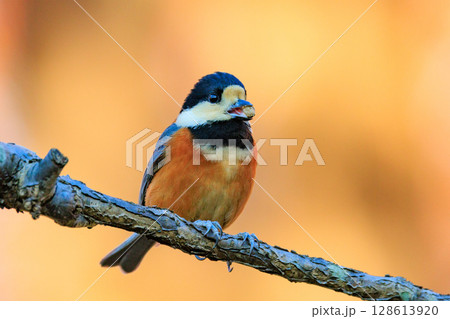 鳴き真似や芸をこなす器用な鳥 ヤマガラ 128613920