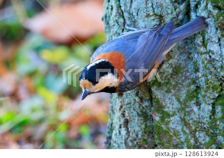 鳴き真似や芸をこなす器用な鳥 ヤマガラ 128613924