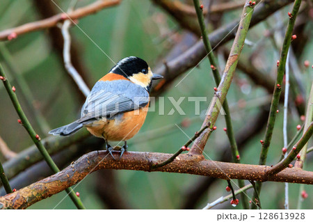 鳴き真似や芸をこなす器用な鳥 ヤマガラ 128613928