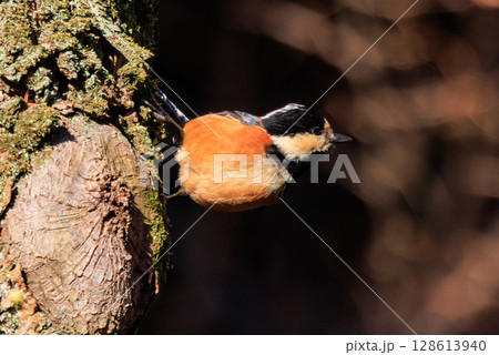 鳴き真似や芸をこなす器用な鳥 ヤマガラ 128613940