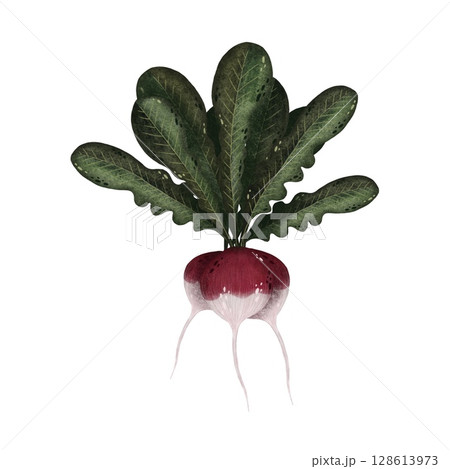 A watercolor illustration of a bunch of fresh pink radishes with green leaves on a white background. This vibrant and natural artwork beautifully captures the texture and colors, perfect for culinary A watercolor illustration of a bunch of fresh pink radishes with green leaves on a white background. This vibrant and natural artwork beautifully captures the texture and colors, perfect for culinary 128613973