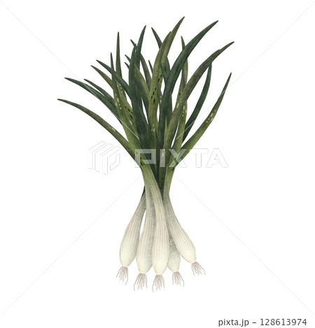 A watercolor illustration of a bunch of fresh green onions on a white background. This vibrant and detailed artwork highlights the natural texture and color of the green onions, perfect for culinary 128613974