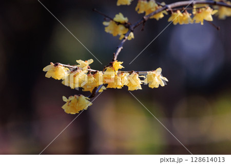 冬に咲く蝋細工のような花　ロウバイ 128614013