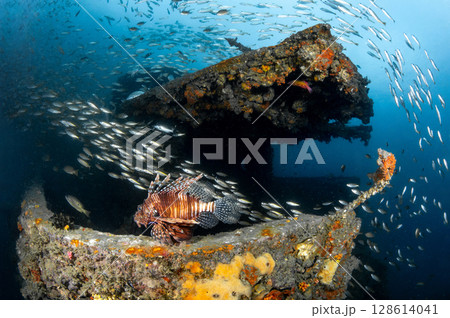 Lionfish with school of yellowstripe scad fish swimming at HTMS Kledkaeo ship wreck 128614041