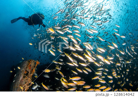 School of yellowstripe scad fish with scuba diver swimming over HTMS Kledkaeo ship wreck 128614042