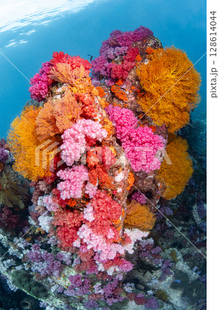 Colorful underwater landscape around Talang Pinnacle or Stonehenge near Lipe Island, Thailand 128614044