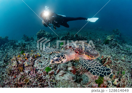 Male scuba diver holding underwater camera diving with hawksbill sea turtle in Andaman sea 128614049