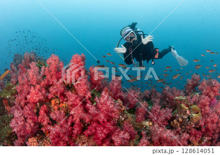 Asian female scuba diver diving over red soft coral reef at Hin Daeng dive site in Thailand Asian female scuba diver diving over red soft coral reef at Hin Daeng dive site in Thailand 128614051