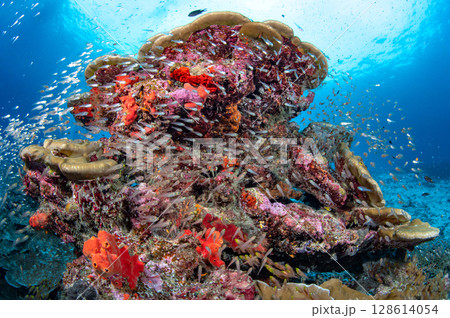Colorful coral reef with school of glassfish in Andaman sea at Similan National Park, Thailand. Colorful coral reef with school of glassfish in Andaman sea at Similan National Park, Thailand. 128614054