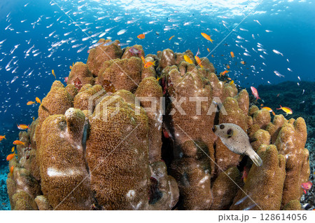 Flower pot coral or goniopora with blackspotted puffer fish, sea goldie and glassfish in Andaman sea Flower pot coral or goniopora with blackspotted puffer fish, sea goldie and glassfish in Andaman sea 128614056
