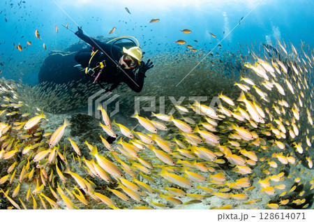 Asian female scuba diver swimming with a massive school of yellowstripe scad fish 128614071