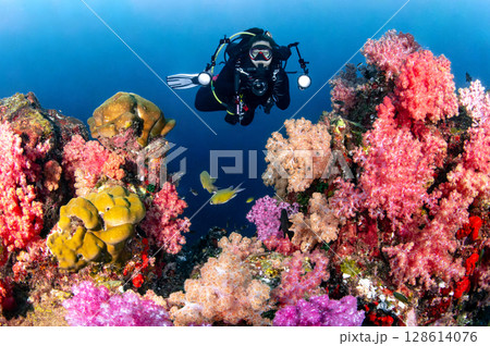Female scuba diver holding underwater camera among colorful soft coral in Thailand. 128614076