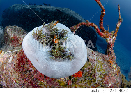 Clownfish or Anemonefish hiding in sea anemone coral Clownfish or Anemonefish hiding in sea anemone coral 128614082