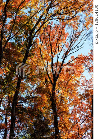 錦のように色づく公園の秋 128614130