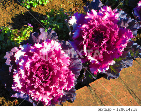 花壇の葉ボタンのきれいな風景 128614218