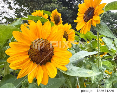 ひまわり 128614226