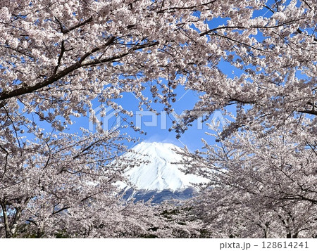 桜と富士山 桜と富士山 128614241