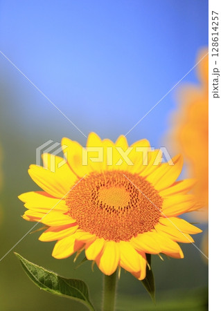 ひまわり 128614257