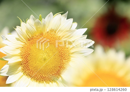 ひまわり 128614260