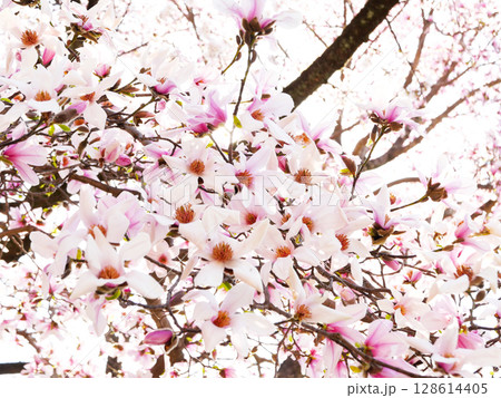 春の陽光に包まれた満開のモクレンの花 春の陽光に包まれた満開のモクレンの花 128614405