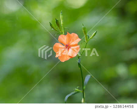 夏に朱色の花をさかせるフシグロセンノウ 夏に朱色の花をさかせるフシグロセンノウ 128614458