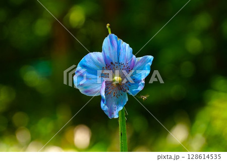 メコノプシスの花 128614535