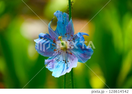 メコノプシスの花 メコノプシスの花 128614542