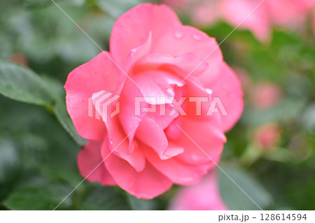 サーモンピンクのバラの花 ジャルダンドゥフランス サーモンピンクのバラの花 ジャルダンドゥフランス 128614594