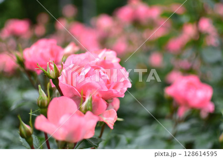 サーモンピンクの花　ジャルダンドゥフランス 128614595
