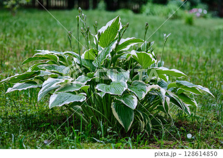 Large green hosta plant thriving in a garden setting during the summer season 128614850