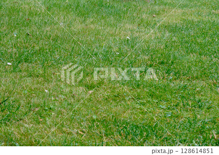 Lush green grass covers a vast area in a peaceful outdoor setting during a sunny day in spring 128614851