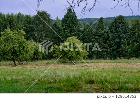 Serene landscape featuring green trees and open grass during a cloudy day in the countryside 128614852