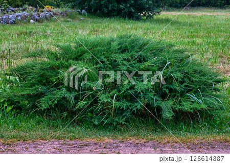 Lush green bush thriving in a vibrant meadow during late afternoon at a serene rural location 128614887