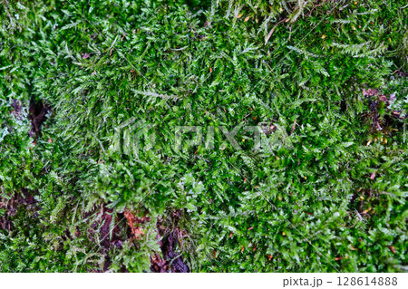 Lush green moss sprawling over tree bark in a forest under natural light during daytime 128614888