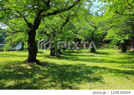 【青森県青森市】野木和公園の木とベンチ 【青森県青森市】野木和公園の木とベンチ 128616004
