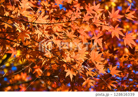 鎌倉 一条恵観山荘の美しい紅葉(神奈川県鎌倉市) 鎌倉 一条恵観山荘の美しい紅葉(神奈川県鎌倉市) 128616339