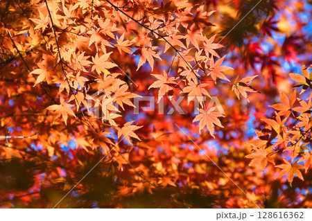 鎌倉 一条恵観山荘の美しい紅葉(神奈川県鎌倉市) 鎌倉 一条恵観山荘の美しい紅葉(神奈川県鎌倉市) 128616362