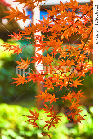 鎌倉 一条恵観山荘の美しい紅葉(神奈川県鎌倉市) 鎌倉 一条恵観山荘の美しい紅葉(神奈川県鎌倉市) 128616612